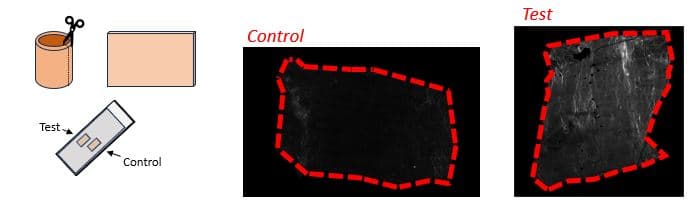 CHP fluorescence imaging