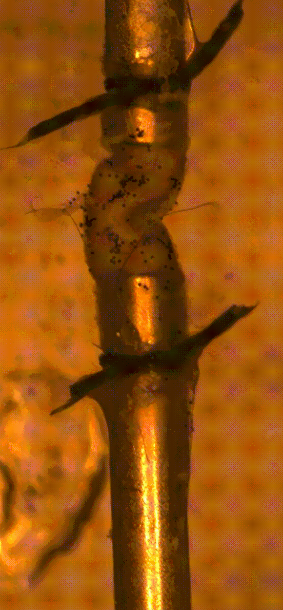 Axial overstretch protocol